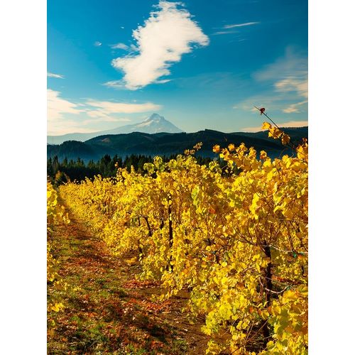 Morning light on the changing fall colors of a Columbia River Gorge vineyard with Mt Hood